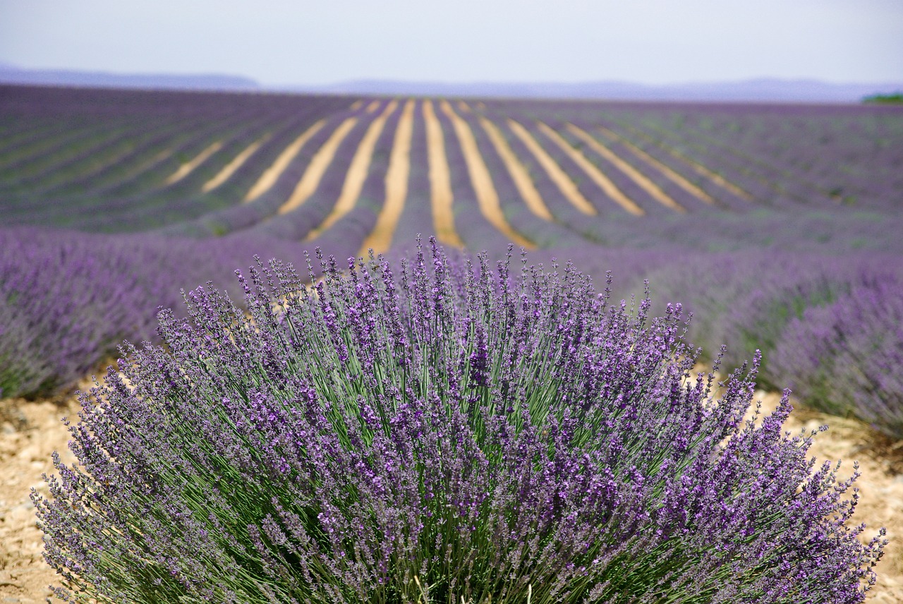 lavender a natural remediy