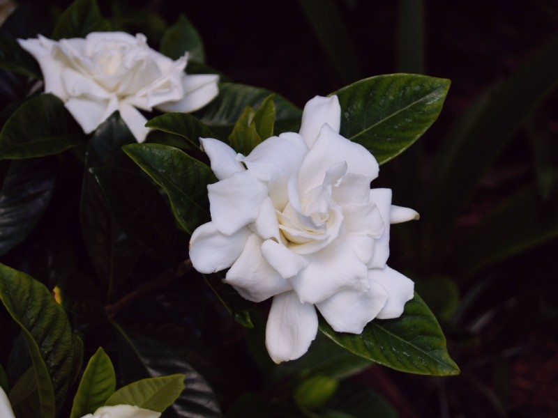 august gardenias in september beauty for senior citizens and babyboomers indoors!